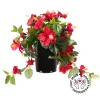 Hibiscus rouge en pot de culture noir 22 x 12&Prime;