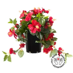Hibiscus rouge en pot de culture noir 22 x 12″