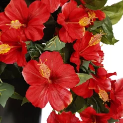 Hibiscus rouge en pot de culture noir, 28 x 20″