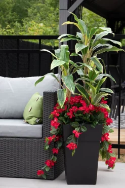 Jardinière extérieure de bougainvillier et cordyline, 52″