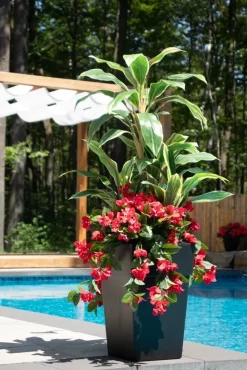 Jardinière extérieure de bougainvillier et cordyline, 52″