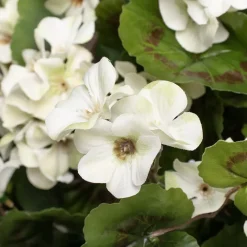 Jardinière extérieure de géranium blanc artificiel, 50″