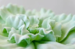 Laitue succulente 9″