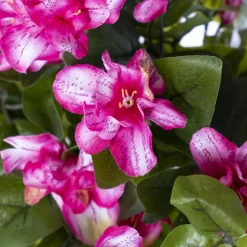 Light pink outdoor hanging azalea, 29″