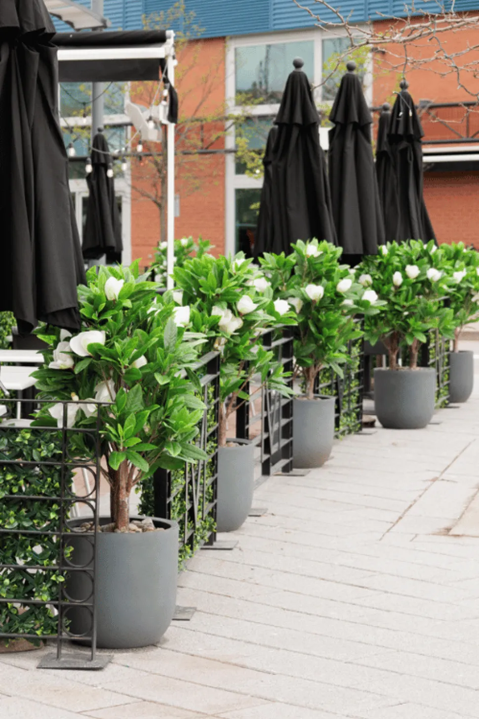 Magnolia artificial outdoor plant, 50"