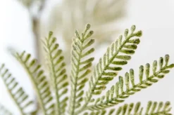 Mimosa artificial foliage, 34"