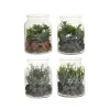 Mini glass terrarium of plants, 6 x 5″