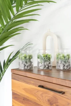 Mini glass terrarium of plants, 6 x 5″