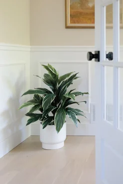 Modern white plant pot