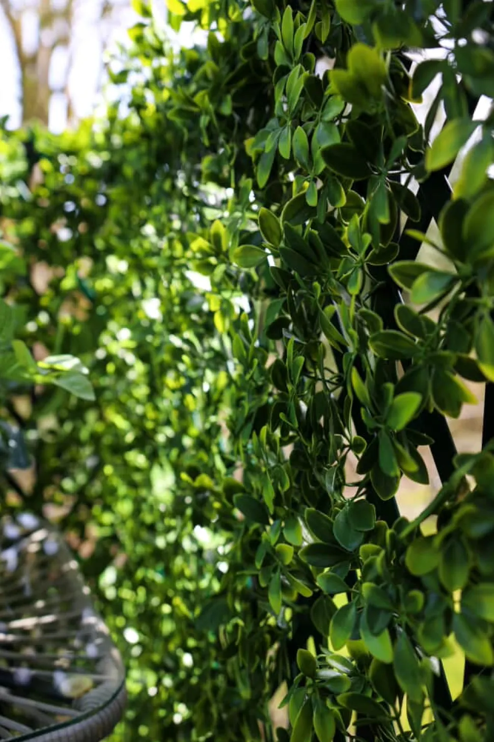 New privacy trellis (green structure), 39 x 78″