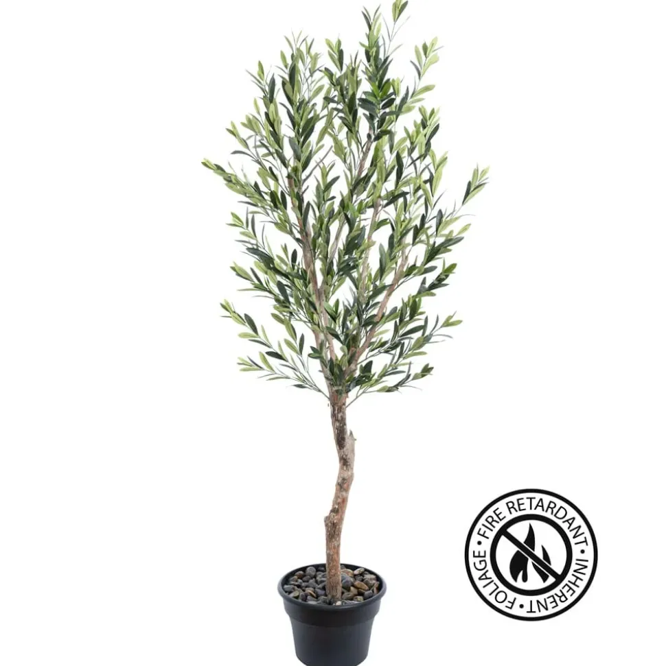 Olive tree with fire-retardant foliage