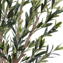 Olive tree with fire-retardant foliage