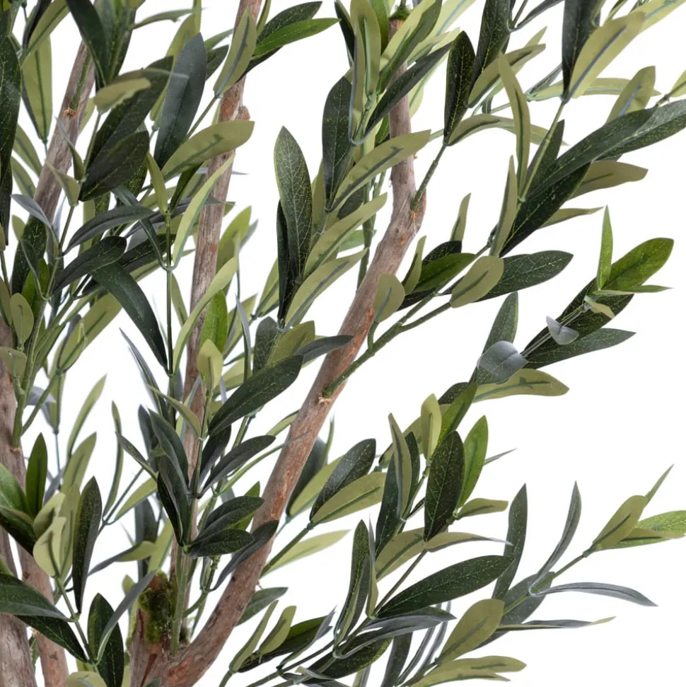 Olive tree with fire-retardant foliage