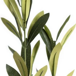 Olive tree with fire-retardant foliage