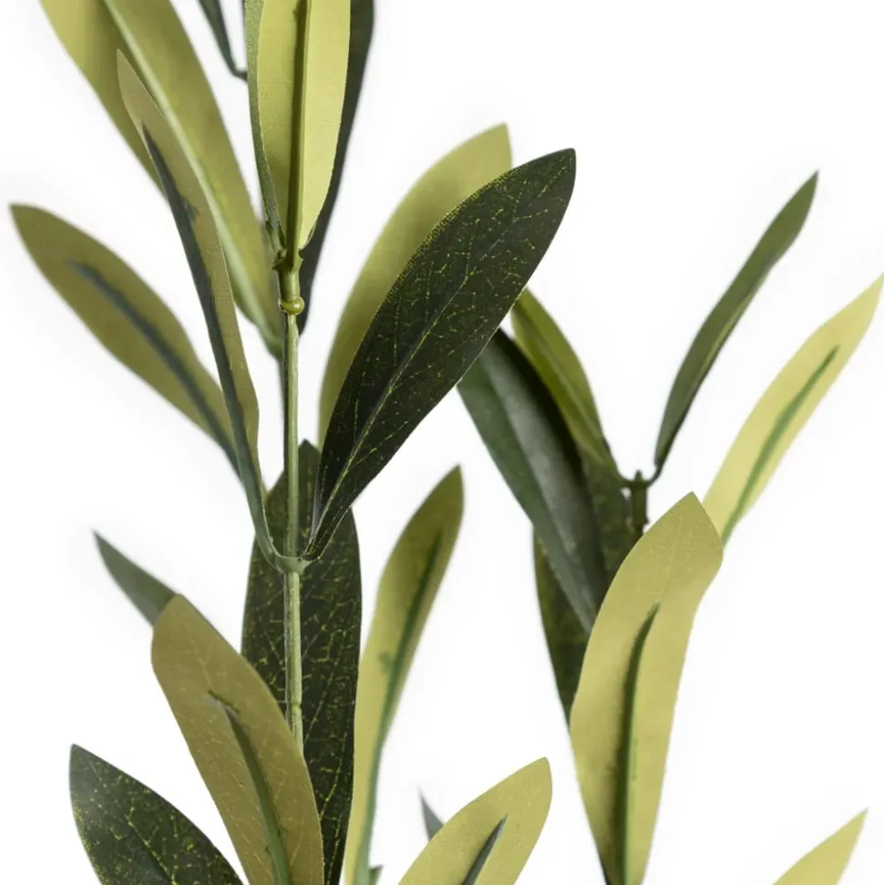 Olive tree with fire-retardant foliage