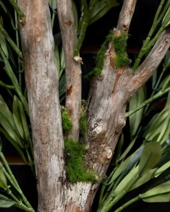 Olive tree with fire-retardant foliage