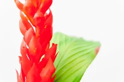 Orange Heliconia Stem With Greenery