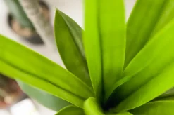 Outdoor artificial 3 trunks agave plant, 60″