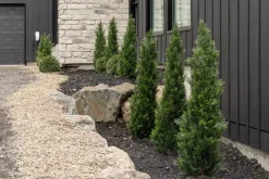 Outdoor artificial cedar shrub, 60″