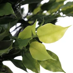 Outdoor artificial ficus topiary in a grey terrazzo beige pot, 28 x 16