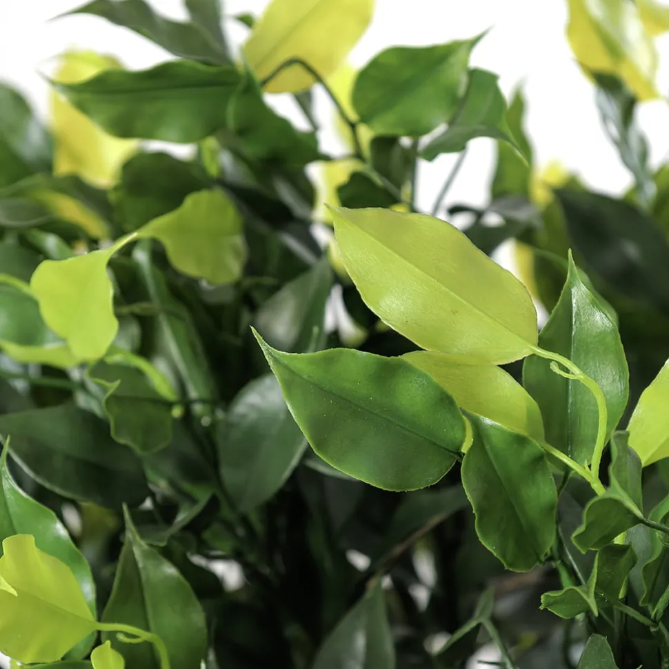 Outdoor artificial ficus topiary, 24"