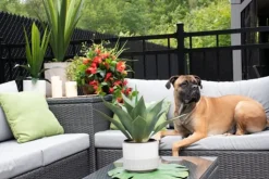 Outdoor hanging flower pot with red hibiscus, 27 x 20″