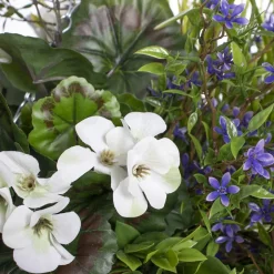 Outdoor hanging flower pot with white geranium, 27 x 20″