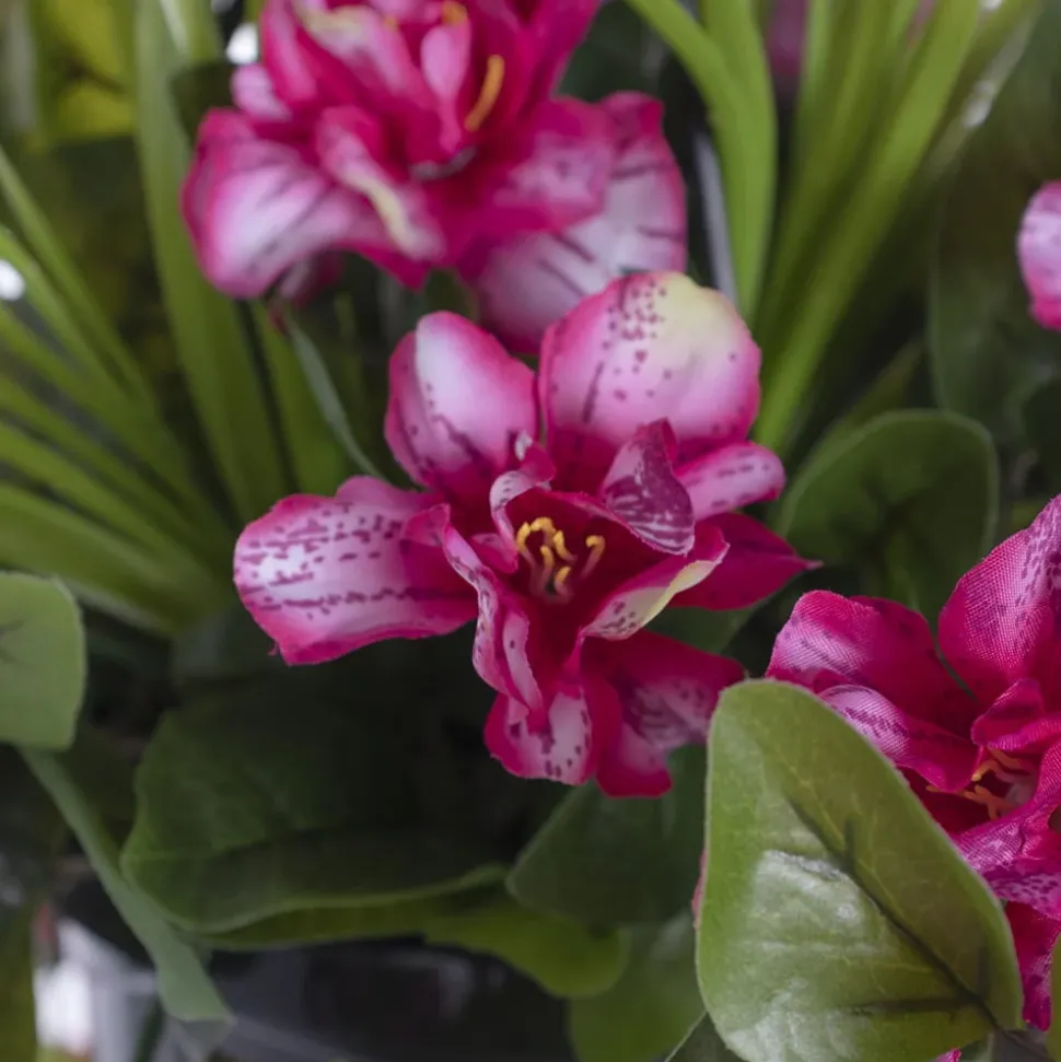 Outdoor hanging planter of pale pink azalea, 18 x 16″