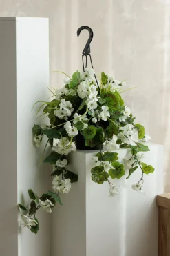 Outdoor hanging planter of white geranium, 18 x 16″