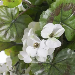 Outdoor hanging planter of white geranium, 18 x 16″