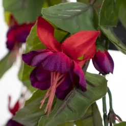 Outdoor hanging planter of fuchsias, 18 x 16″