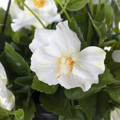 Outdoor hanging planter of white hibiscus, 18 x 16″