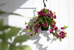 Outdoor hanging planter of purple bougainvillea, 18 x 16″