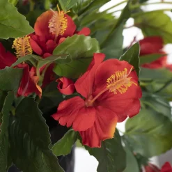 Outdoor hanging planter of red hibiscus, 18 x 16″