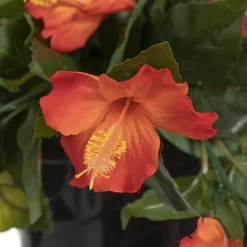 Outdoor hanging planter of orange hibiscus, 18 x 16″