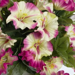 Outdoor petunia flower centerpiece, 13 x 13″