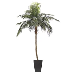 Palmier Phoenix 9,5′