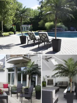 Palmier Phoenix 9,5′