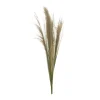 Pampas bouquet, 39″