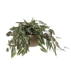 Petite plante murale de bégonia artificiel, 18 x 23″