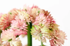 Petites succulentes roses et retombantes 14″