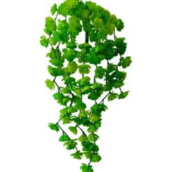 Petites succulentes vertes et retombantes 12″