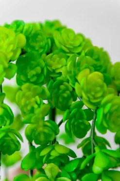 Petites succulentes vertes et  retombantes 12″
