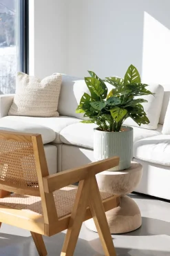 Pic de monstera andansonii artificiel au toucher réel, 22″