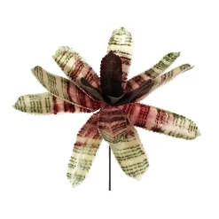 Plant de bromélia zébré vert et bourgogne 10,5″