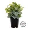 Plant de fittonia artificiel en pot, 16 x 11″