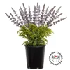 Plant de lavande artificielle en pot, 22 x 22″