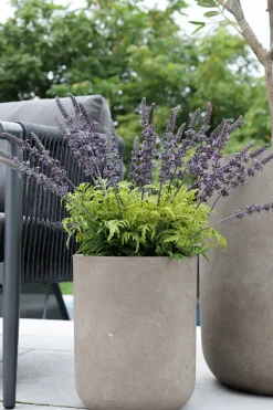 Plant de lavande artificielle en pot, 22 x 22″