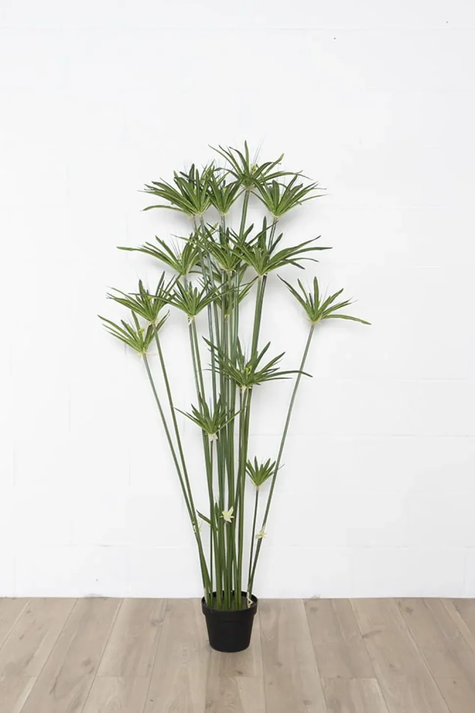 Plant de papyrus artificiel, 60″