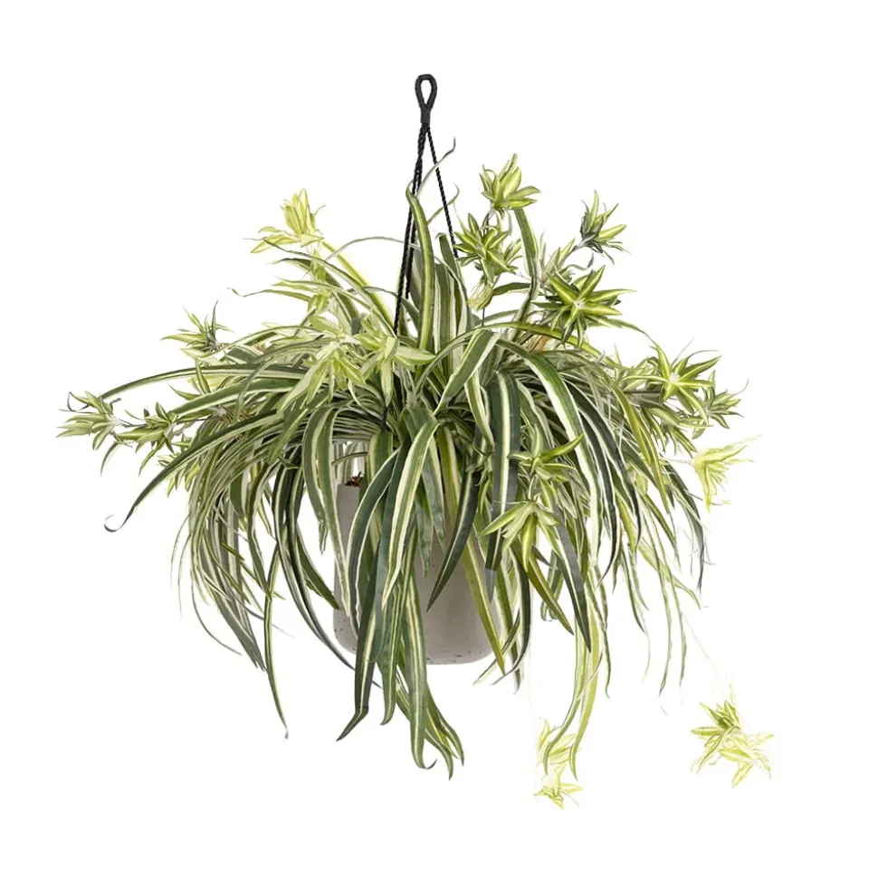 Plante araignée artificielle en pot suspendu, 30 x 22″